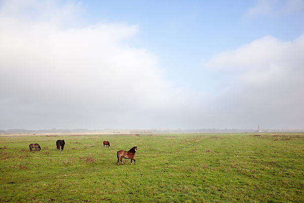 포토 JPG 해외이미지 동물 구름 밭 농업 자연 하늘 파노라마 풍경 사람없음 초록색 농장 평화 가을 네덜란드 조랑말 배수구 수평선 해외202004 해외포토 자연요소 계절 유럽 산업 컬러 컨셉 촬영기법 말_동물 생태계 파일형식 이미지허브