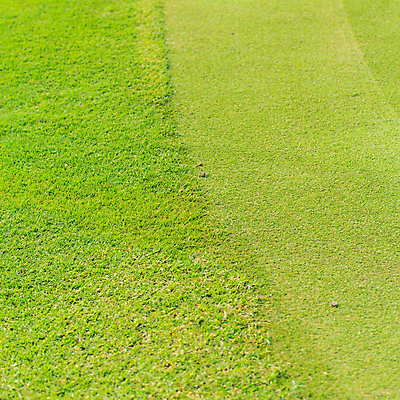 포토 JPG 해외이미지 식물 계절 백그라운드 잎 패턴 밭 골프 자연 추상 잔디 사람없음 야외 장식 초록색 우주 환경 성장 신선 강의 질감 내추럴 그리너리 해외202004 해외포토 컬러 무늬 농업 구기 생태계 파일형식 트랜드컬러 이미지허브