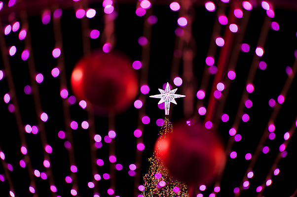 포토 JPG 해외이미지 나무 디자인 계절 별 리본 분홍색 백그라운드 크리스마스 공 추상 휴가 불꽃 새로움 매달리기 선물 사람없음 장식 빨간색 빛 컬러풀 노란색 축제 화환 어둠 장식볼 축하 화려 야간 12월 기적 연도 보케 2016년 강렬 블러 해외202004 해외포토 자연요소 식물 기념일 꽃 컬러 컨셉 무늬 모션 불 날짜 파일형식 이미지허브