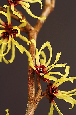 포토 JPG 해외이미지 식물 꽃 겨울 자연 사람없음 노란색 정원 관목 해외202004 해외포토 나무 계절 컬러 생태계 파일형식 이미지허브