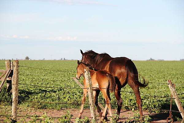 포토 JPG 해외이미지 동물 백그라운드 밭 포유류 자연 하늘 사람없음 야외 농장 갈색 검은색 흰색 승마 은색 갈기 아르헨티나 고립 무료 해외202004 해외포토 스포츠 컬러 농업 남아메리카 생태계 파일형식 이미지허브