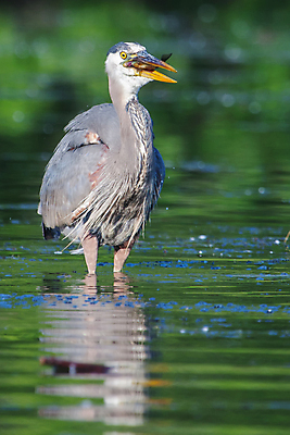 포토 JPG 해외이미지 동물 응시 호수 야생동물 음식 자연 조류 낚시 어류 사람없음 야외 물 파란색 컬러풀 관찰 연못 잡기 입 큼 먹이 먹기 왜가리 배고픔 깃털 호기심 부리 육식동물 물새 노려봄 경보 해외202004 해외포토 자연요소 시선 감정 컬러 컨셉 모션 레저 표정 신체부위 수중동물 크기 생태계 파일형식 이미지허브