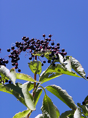 포토 JPG 해외이미지 나무 식물 계절 열매 음식 백그라운드 잎 과일 자연 하늘 디저트 건강 사람없음 초록색 여름 파란색 나뭇가지 신선 달콤 유기농 블루베리 내추럴 숙성 해외202004 해외포토 웰빙 컬러 맛 생태계 파일형식 이미지허브