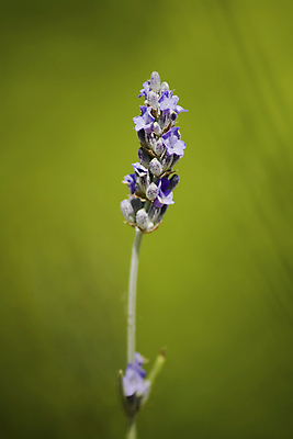 포토 JPG 해외이미지 식물 꽃 줄기 백그라운드 자연 사람없음 초록색 보라색 신선 허브 제비꽃 향 해외202004 해외포토 컬러 생태계 파일형식 이미지허브