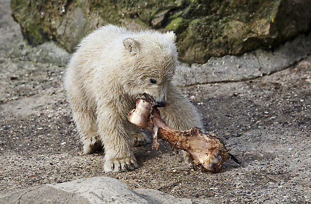 포토 JPG 해외이미지 동물 계절 야생동물 새끼 겨울 곰 포유류 포옹 자연 뼈 털 동물원 피곤 사람없음 야외 글로벌 머리 얼음 검은색 힘 젖음 추위 흰색 입 남극 북극 먹기 서리 육식동물 봉 사냥꾼 북쪽 멸종 서식지 동물상 해외202004 해외포토 자연요소 직업 컬러 컨셉 안기 모션 신체부위 조형물 극지방 방향 생태계 파일형식 이미지허브