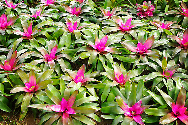 포토 JPG 해외이미지 나무 식물 공원 꽃 분홍색 사람없음 야외 장식 초록색 컬러풀 정원 벚꽃 만족 해외202004 해외포토 공공시설 감정 컬러 파일형식 이미지허브