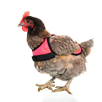 포토 JPG 해외이미지 동물 분홍색 백그라운드 겨울 조류 부활절 따뜻함 서기 사람없음 치킨 재킷 회색 코트 흰색 옷입기 고립 해외202004 해외포토 계절 기념일 컬러 모션 외투 닭고기요리 파일형식 이미지허브