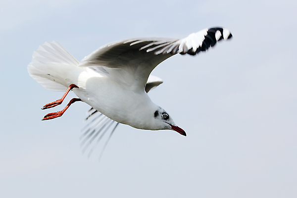 포토 JPG 해외이미지 나무 동물 야생동물 바다 포즈 백그라운드 날개 자연 갈매기 조류 하늘 사람없음 야외 반려동물 희망 자유 깃털 사인 물새 해외202004 해외포토 식물 감정 컨셉 생태계 파일형식 이미지허브