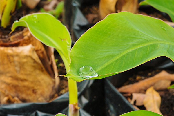 포토 JPG 해외이미지 식물 계절 백그라운드 잎 패턴 자연 추상 바나나 건강 사람없음 초록색 물 빛 환경 정원 봄 젖음 성장 물방울 신선 닫기 떨어짐 이슬 유기농 질감 내추럴 떠남 해외202004 해외포토 자연요소 웰빙 컬러 컨셉 무늬 과일 모션 생태계 파일형식 이미지허브
