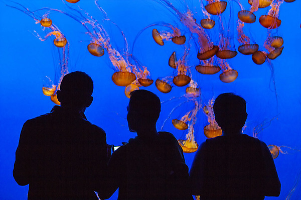 포토 JPG 해외이미지 남자 실루엣 실내 상반신 성인 세명 파란색 수중 수족관 해파리 아쿠아리움 성인남자만 해외202004 해외포토 컬러 촬영기법 사람 내부 자포동물 남자만 성인만 파일형식 이미지허브