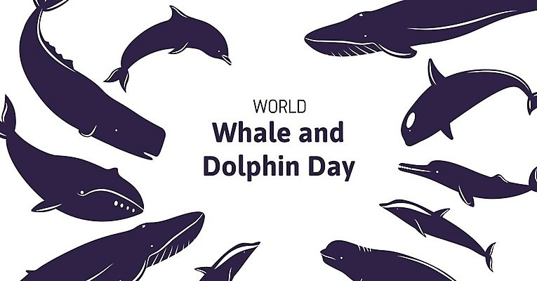 EPS 해외이미지 기념일 여러마리 일러스트 사람없음 남색 고래 돌고래 해외202004 벨루가 향유고래 해외일러스트 컬러 다수 포유류 이벤트 수중동물 파일형식 벡터 이미지허브