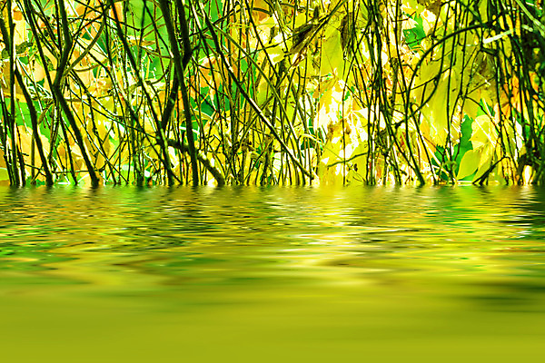 포토 JPG 해외이미지 나무 계절 호수 단풍 잎 오렌지 자연 사람없음 초록색 빛 햇빛 갈색 맑음 해외202004 해외포토 식물 컬러 과일 날씨 태양 생태계 파일형식 이미지허브