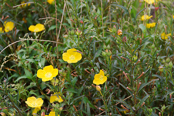 포토 JPG 해외이미지 식물 계절 꽃 꽃다발 백그라운드 밭 농업 자연 하늘 건강 풍경 사람없음 장식 초록색 여름 파란색 컬러풀 농장 노란색 정원 봄 성장 벚꽃 가을 흰색 시골 다발 머스터드 원예 데이지 장면 내추럴 금잔화 해외202004 해외포토 산업 컬러 취미 소스_음식 생태계 파일형식 이미지허브