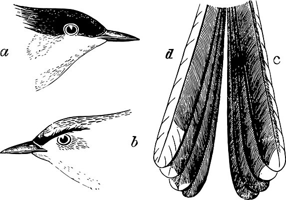 EPS 해외이미지 선 일러스트 미술 검은색 수확 흰색 그림 판화 포수 해외202004 해외일러스트 컬러 농업 문화예술 야구선수 파일형식 벡터 이미지허브