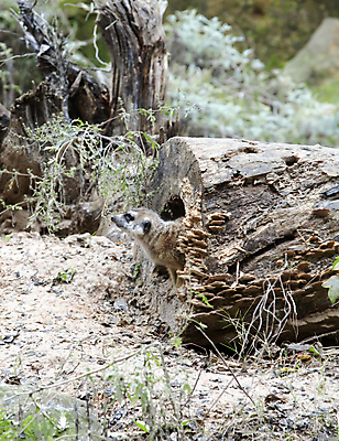 포토 JPG 해외이미지 동물 응시 공원 얼굴 야생동물 모래 과학 포즈 포유류 가족 아프리카 자연 생물 경비 성인 사람없음 야외 갈색 환경 사막 다양 황무지 보호 작음 모피 사파리 검색 생물학 육식동물 경보 나미비아 미어캣 보츠와나 사바나 생태학 소셜 앙골라 혼자 해외202004 해외포토 시선 공공시설 교육 나라 컬러 다수 컨셉 관계 안전 사람 신체부위 크기 생태계 남아프리카 파일형식 이미지허브