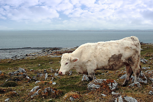 포토 JPG 해외이미지 식물 바다 자연 하늘 바람 날씨 휴가 휴식 건조 풍경 사람없음 야외 초록색 물 여름 파란색 쌓기 회색 바위 흰색 만 소 방목 라임 암초 폭풍 가뭄 아일랜드 대서양 수유 해외202004 해외포토 자연요소 계절 유럽 컬러 컨셉 과일 포유류 모션 돌_바위 축산업 생태계 파일형식 이미지허브