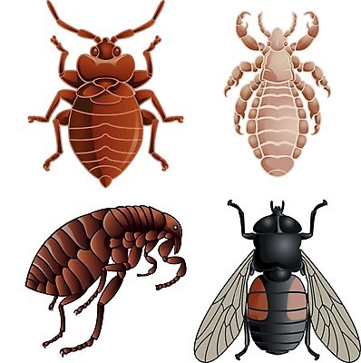 EPS 해외이미지 동물 실루엣 곤충 일러스트 경고 세트 금지 흰색 독약 플랫 해충 벌레 질병 위험 무서움 심볼 사인 거미 서명 토막 살인 고립 그만 농약 명패 모기 제어 해외202004 해외일러스트 감정 컬러 컨셉 의학 촬영기법 범죄 파일형식 벡터 이미지허브