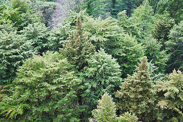 포토 JPG 해외이미지 나무 공원 잎 자연 주택 따뜻함 사람없음 목재 초록색 컬러풀 노란색 맑음 봄 산책 나뭇가지 신선 관목 해외202004 해외포토 식물 계절 공공시설 컬러 재료 날씨 휴식 건물 생태계 파일형식 이미지허브