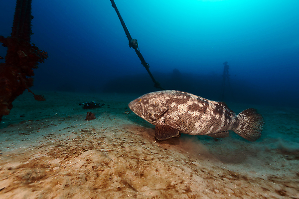 포토 JPG 해외이미지 식물 동물 모래 바다 백그라운드 자연 표면 어류 풍경 사람없음 물 파란색 컬러풀 햇빛 태양 바닷속 수중 광선 산호 아래 다이빙 장면 암초 깊이 소금물 아네모네 이국적 침몰 파라다이스 해외202004 해외포토 자연요소 꽃 컬러 수영 수중동물 자포동물 방향 생태계 위치 수중스포츠 파일형식 이미지허브