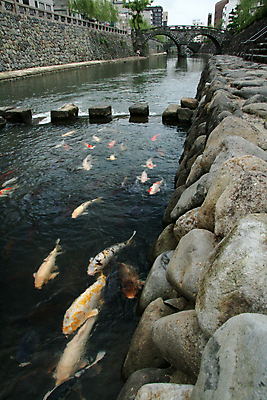 포토 JPG 해외이미지 안경 벽돌 어류 사람없음 물 강 컬러풀 일본 수영 행운 역사 운하 혹 잉어 해외202004 해외포토 자연요소 잡화 아시아 컬러 컨셉 수중동물 수상스포츠 파일형식 이미지허브