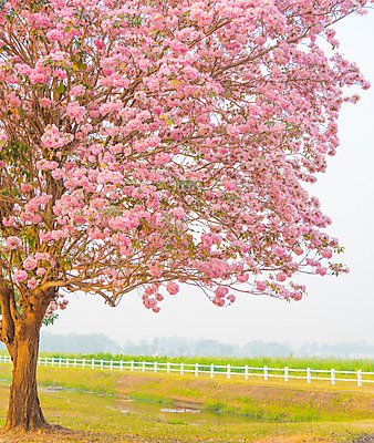 포토 JPG 해외이미지 나무 식물 계절 공원 꽃잎 꽃 분홍색 백그라운드 잎 꽃무늬 자연 하늘 아침 풍경 잔디 사람없음 장식 초록색 여름 컬러풀 햇빛 환경 정원 꿈 벚꽃 나뭇가지 시골 신선 개화 달콤 방법 줄서기 해외202004 해외포토 주간 공공시설 컬러 무늬 모션 태양 맛 생태계 파일형식 이미지허브
