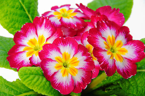 포토 JPG 해외이미지 식물 꽃 잎 꽃무늬 사람없음 장식 초록색 노란색 보라색 봄 흰색 닫기 냄비 라일락 프리뮬러 해외202004 해외포토 계절 컬러 무늬 모션 솥 파일형식 이미지허브