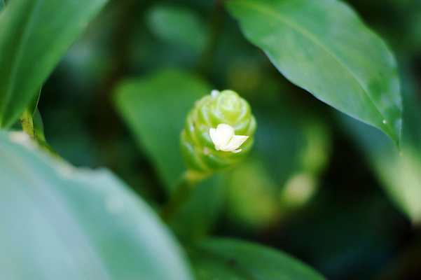 포토 JPG 해외이미지 식물 꽃 채소 불꽃 선인장 사람없음 벚꽃 화석 비용 해외202004 해외포토 불 경제 파일형식 이미지허브