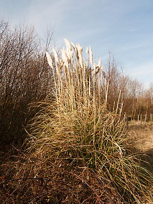 포토 JPG 해외이미지 식물 공원 꽃 줄기 백그라운드 잎 밭 채소 자연 건강 씨앗 풍경 잔디 사람없음 초록색 여름 농장 환경 정원 침묵 봄 성장 벚꽃 시골 신선 그룹 칼날 닫기 큼 땅 묘사 오브젝트 생물학 조경 밀짚 알레르기 고립 해외202004 해외포토 계절 공공시설 교육 컬러 농업 모션 소리 짚 질병 크기 생태계 파일형식 이미지허브