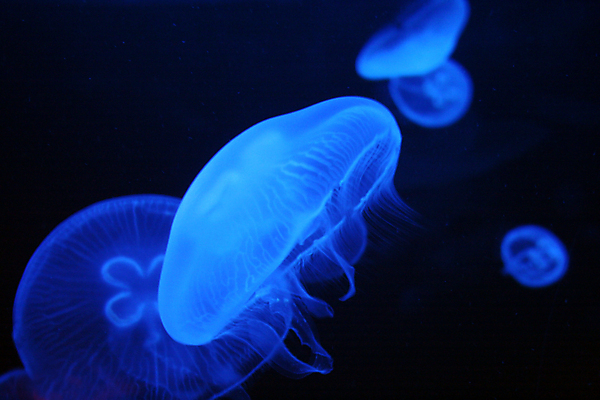 포토 JPG 해외이미지 동물 야생동물 모래 바다 백그라운드 자연 어류 사람없음 물 파란색 수중 수영 다이빙 수족관 촉수 해파리 찌르기 깊이 해외202004 해외포토 자연요소 컬러 모션 수중동물 수상스포츠 자포동물 생태계 수중스포츠 파일형식 이미지허브