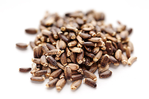 포토 JPG 해외이미지 나무 건조 씨앗 사람없음 장식 약 갈색 수집 허브 해외202004 해외포토 식물 컬러 의학 파일형식 이미지허브