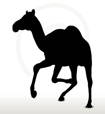 EPS 해외이미지 클립아트 모양 동물 디자인 실루엣 야생동물 포즈 일러스트 자연 그림자 사람없음 그래픽 달리기 걷기 검은색 사막 스케치 자르기 사파리 흰배경 윤곽 낙타 사하라 고립 엘리먼트 해외202004 해외일러스트 컬러 포유류 모션 아프리카 촬영기법 미술 흰색 생태계 파일형식 벡터 나라 문화예술 이미지허브