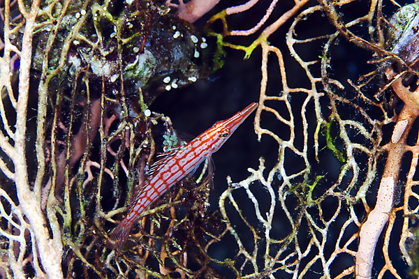 포토 JPG 해외이미지 동물 야생동물 바다 백그라운드 학교 자연 바닥 이집트 어류 사람없음 빨간색 초록색 물 파란색 빛 컬러풀 태양 환경 수중 광선 산호 아래 생태계 소금 부드러움 암초 대서양 내추럴 소금물 이국적 해외202004 해외포토 자연요소 교육 컬러 아프리카 수중동물 감각 자포동물 방향 위치 파일형식 이미지허브