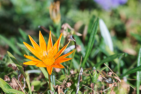 포토 JPG 해외이미지 클립아트 식물 꽃잎 꽃 분홍색 백그라운드 꽃무늬 패턴 오렌지 자연 벽지 해바라기 사람없음 그래픽 빨간색 세트 컬러풀 장미 봄 튤립 벚꽃 흰색 신선 개화 그룹 변화 플랫 선택 60대 수집 꽃집 심볼 타일 묘사 복고 데이지 고립 섞기 스타일 힙스터 미니멀 해외202004 해외포토 계절 패션 노년 컬러 컨셉 무늬 과일 상점 생태계 파일형식 이미지허브
