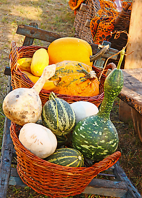 포토 JPG 해외이미지 계절 음식 농업 채소 자연 호박 사람없음 목재 장식 초록색 갈색 노란색 바구니 가을 흰색 배열 유기농 박 스쿼시 내추럴 해외202004 해외포토 나무 웰빙 산업 스포츠 컬러 재료 구기 생태계 파일형식 이미지허브