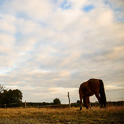포토 JPG 해외이미지 나무 식물 구름 계절 공원 실루엣 여행 백그라운드 밭 오렌지 자연 하늘 휴가 따뜻함 그림자 풍경 사람없음 야외 빨간색 초록색 여름 파란색 빛 햇빛 태양 노란색 평화 일출 환경 침묵 황혼 일몰 새벽 황금 저녁 숲 장면 내추럴 수평선 해외202004 해외포토 자연요소 공공시설 컬러 컨셉 농업 과일 촬영기법 노을 소리 야간 생태계 파일형식 이미지허브