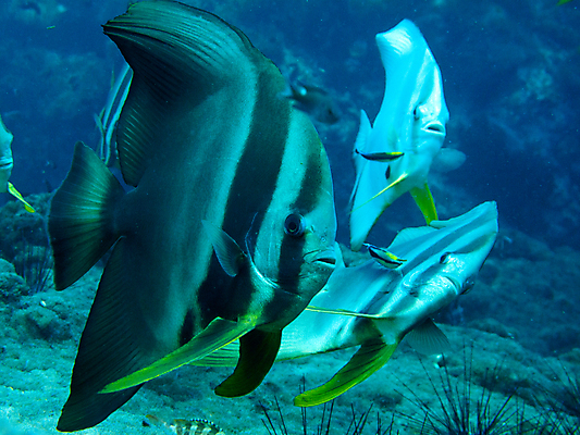 포토 JPG 해외이미지 야생동물 바다 여행 학교 모션 자연 휴가 어류 풍경 사람없음 야외 파란색 바닷속 수중 수영 물방울 닫기 청소 아래 다이빙 생물학 지느러미 내추럴 깊이 동물상 생태학 침몰 많음 해외202004 해외포토 동물 교육 컬러 컨셉 조형물 수중동물 수상스포츠 방향 생태계 위치 수중스포츠 파일형식 이미지허브
