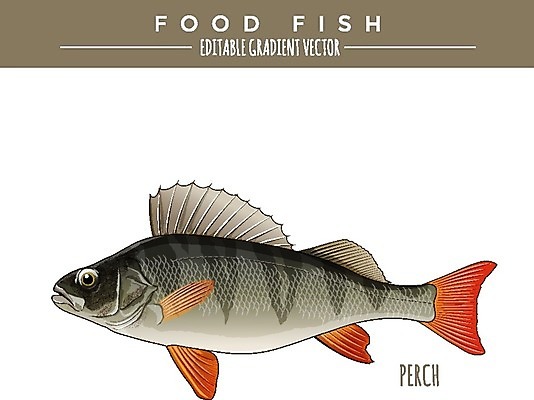 EPS 해외이미지 야생동물 음식 바다 일러스트 자연 낚시 어류 앉기 그래픽 강 라벨 신선 은색 먹기 해산물 오브젝트 그림 태평양 패키지 통조림 대서양 내추럴 고립 동물상 베이스 소금물 엘리먼트 해외202004 해외일러스트 동물 컬러 모션 현악기 레저 프레임 조형물 수중동물 생태계 파일형식 벡터 이미지허브