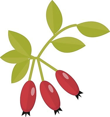 EPS 해외이미지 식물 계절 열매 음식 백그라운드 잎 과일 일러스트 자연 건강 미술 빨간색 초록색 여름 약 장미 정원 가을 흰색 나뭇가지 신선 플랫 차 달콤 엉덩이 만화 다발 허브 심볼 오브젝트 사인 유기농 내추럴 고립 숙성 해외202004 해외일러스트 나무 웰빙 꽃 음료 컬러 의학 문화예술 신체부위 맛 생태계 파일형식 벡터 이미지허브