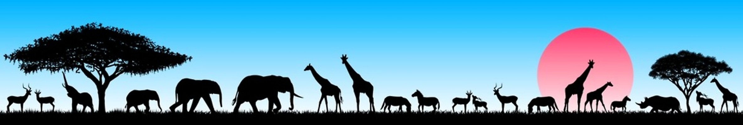 EPS 해외이미지 나무 식물 동물 배너 실루엣 야생동물 분홍색 여행 일러스트 포유류 아프리카 자연 하늘 아침 코끼리 파노라마 서기 풍경 야외 파란색 세트 태양 일출 맑음 검은색 기린 사파리 정사각형 영양 장면 얼룩말 코뿔소 서식지 아카시아 동물상 생태학 평야 해외202004 해외일러스트 주간 자연요소 도형 교육 나라 컬러 모션 날씨 촬영기법 조형물 노을 말_동물 생태계 파일형식 벡터 이미지허브