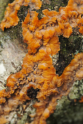 포토 JPG 해외이미지 식물 오렌지 자연 사람없음 버섯 나무껍질 자작나무 해외202004 해외포토 나무 과일 껍질 생태계 파일형식 이미지허브