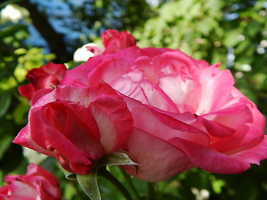 포토 JPG 해외이미지 식물 꽃 음식 백그라운드 잎 겨울 자연 사람없음 초록색 여름 보라색 봄 성장 가을 흰색 신선 개화 원예 양배추 내추럴 해외202004 해외포토 계절 컬러 채소 취미 생태계 파일형식 이미지허브
