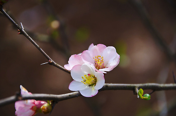 포토 JPG 해외이미지 나무 식물 꽃 백그라운드 잎 꽃무늬 자연 사람없음 초록색 노란색 정원 성장 흰색 개화 체리 닫기 관목 묘사 원예 내추럴 강렬 많음 해외202004 해외포토 컬러 컨셉 무늬 과일 모션 취미 생태계 파일형식 이미지허브