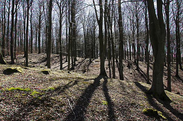 포토 JPG 해외이미지 나무 식물 계절 공원 백그라운드 낙엽 잎 패턴 자연 하늘 왕관 이끼 사람없음 야외 목재 초록색 파란색 햇빛 평화 환경 봄 덮개 숲 질감 서식지 내추럴 해외202004 해외포토 공공시설 컬러 컨셉 무늬 재료 태양 뚜껑 생태계 파일형식 이미지허브