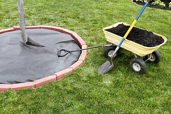 포토 JPG 해외이미지 나무 식물 디자인 계절 농업 풍경 잔디 사람없음 야외 갈색 정원 수레 봄 성장 도구 잡초 삽 원예 조경 화단 먼지 커뮤니티 자작나무 이웃 유지 교외 뒤뜰 무생채 부스러기 생태학 수목 해외202004 해외포토 교육 산업 컬러 취미 카트 파일형식 이미지허브