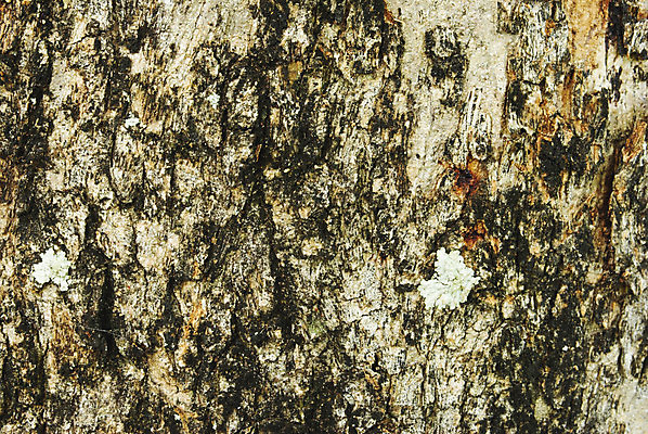 포토 JPG 해외이미지 나무 식물 공원 선 백그라운드 패턴 자연 표면 날씨 건조 사람없음 목재 갈색 환경 회색 나뭇가지 소나무 거친 역사 보호 숲 장작 피부 묘사 질감 나무껍질 코르크 잡동사니 거인 내추럴 평행 수목 썩음 옛날 울퉁불퉁 해외202004 해외포토 공공시설 컬러 컨셉 무늬 재료 신체부위 껍질 생태계 파일형식 이미지허브