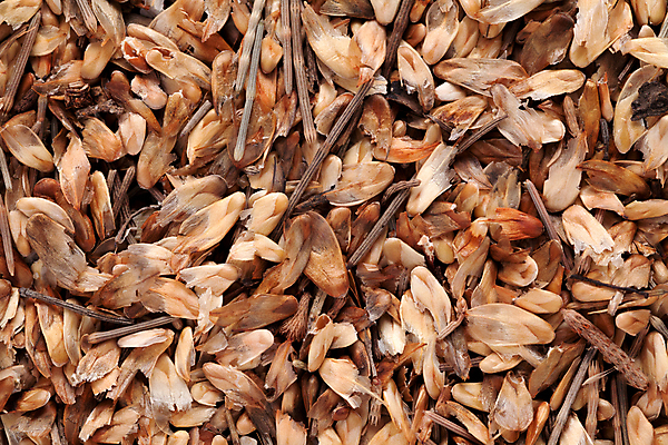 포토 JPG 해외이미지 건조 씨앗 사람없음 소나무 약초 작음 수집 허브 치료제 해외202004 해외포토 나무 식물 약 풀_식물 크기 파일형식 이미지허브