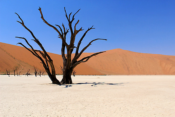 포토 JPG 해외이미지 나무 식물 공원 모래 여행 아프리카 자연 하늘 휴가 산 건조 따뜻함 풍경 경사 사람없음 야외 빨간색 파란색 계곡 사막 죽음 뜨거움 황무지 큼 모래언덕 언덕 산등성이 나미비아 옛날 전국 평야 해외202004 해외포토 공공시설 나라 컬러 크기 생태계 남아프리카 파일형식 이미지허브