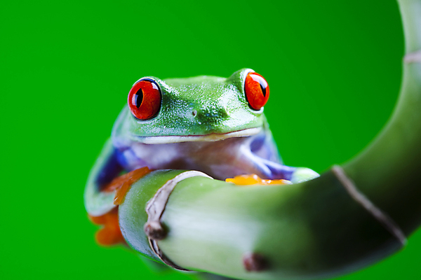 포토 JPG 해외이미지 한마리 야생동물 실내 매달리기 양서류 사람없음 청개구리 잎줄기 초록배경 해외202004 해외포토 동물 1 줄기 백그라운드 모션 개구리 내부 초록색 파일형식 이미지허브