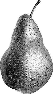 EPS 해외이미지 선 오렌지 일러스트 미술 노란색 검은색 수확 흰색 피부 그림 판화 창백 신앙심 적갈색 해외202004 해외일러스트 컬러 농업 과일 문화예술 신체부위 갈색 파일형식 벡터 이미지허브