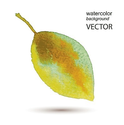 EPS 해외이미지 식물 잎 일러스트 탁자 붓터치 수채화 사람 사람없음 액체 그림 번짐 효과 해외202004 해외일러스트 가구 파일형식 벡터 이미지허브